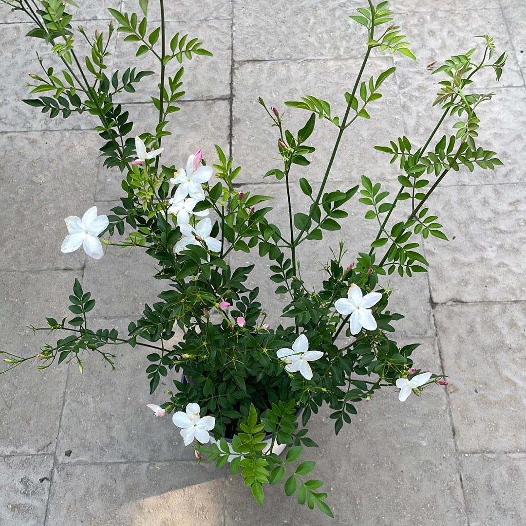 Jasmin