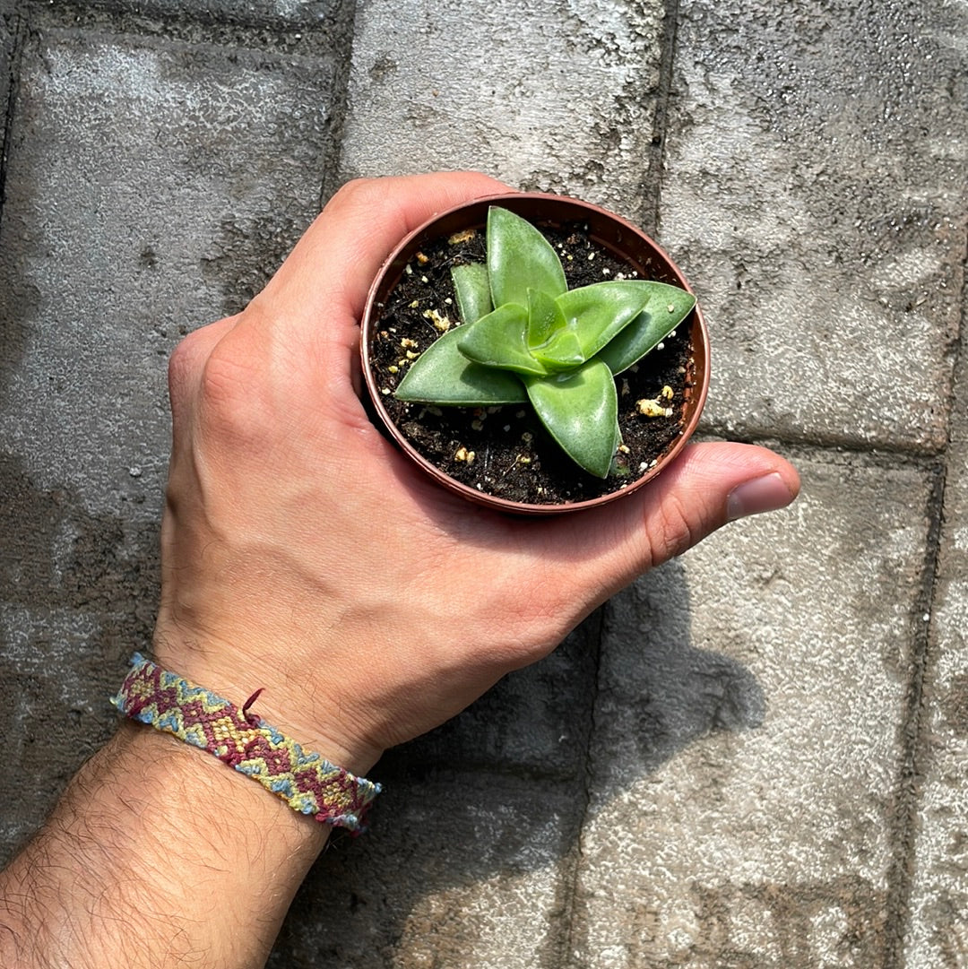 Crassula Springtime