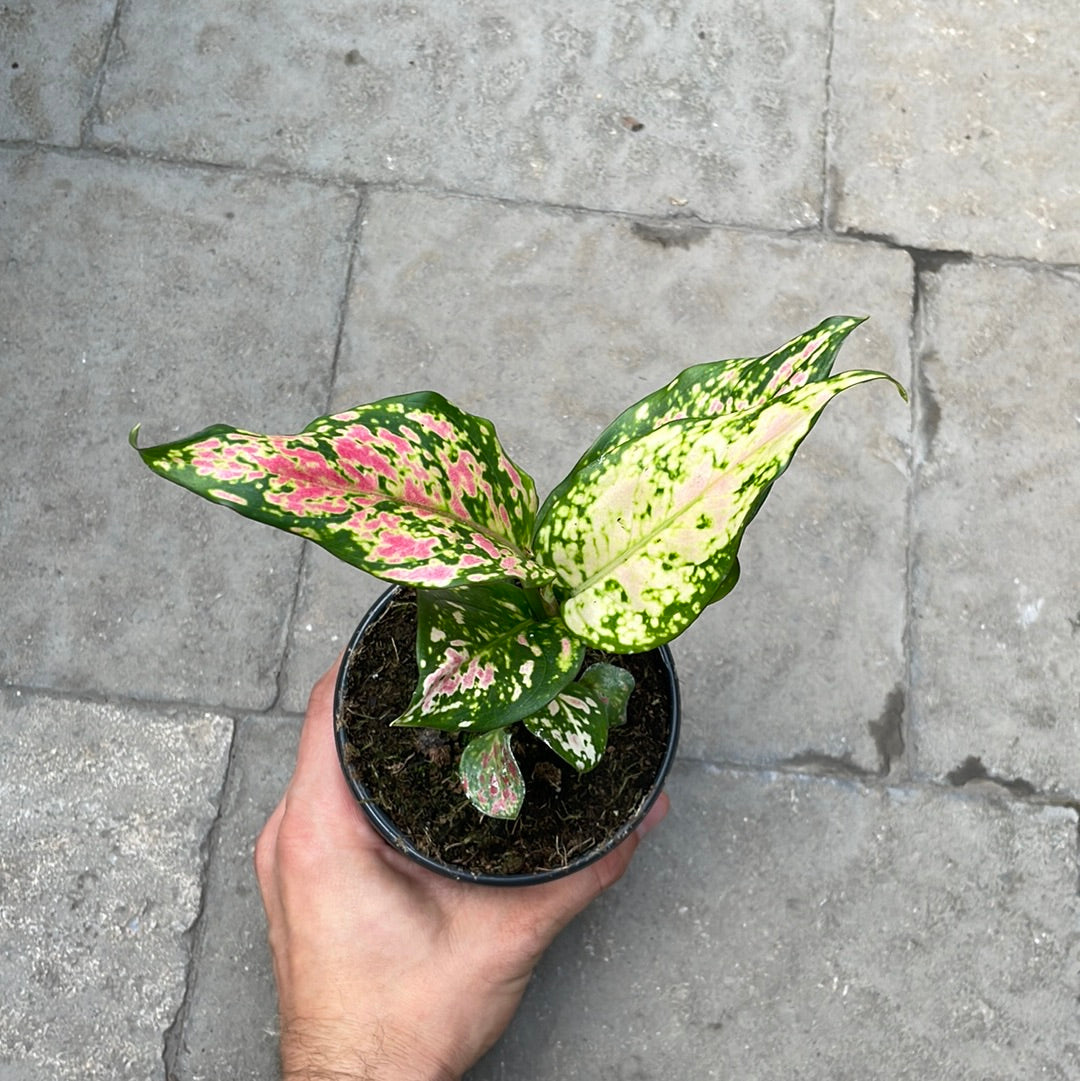 Aglaonema Pink Valentine