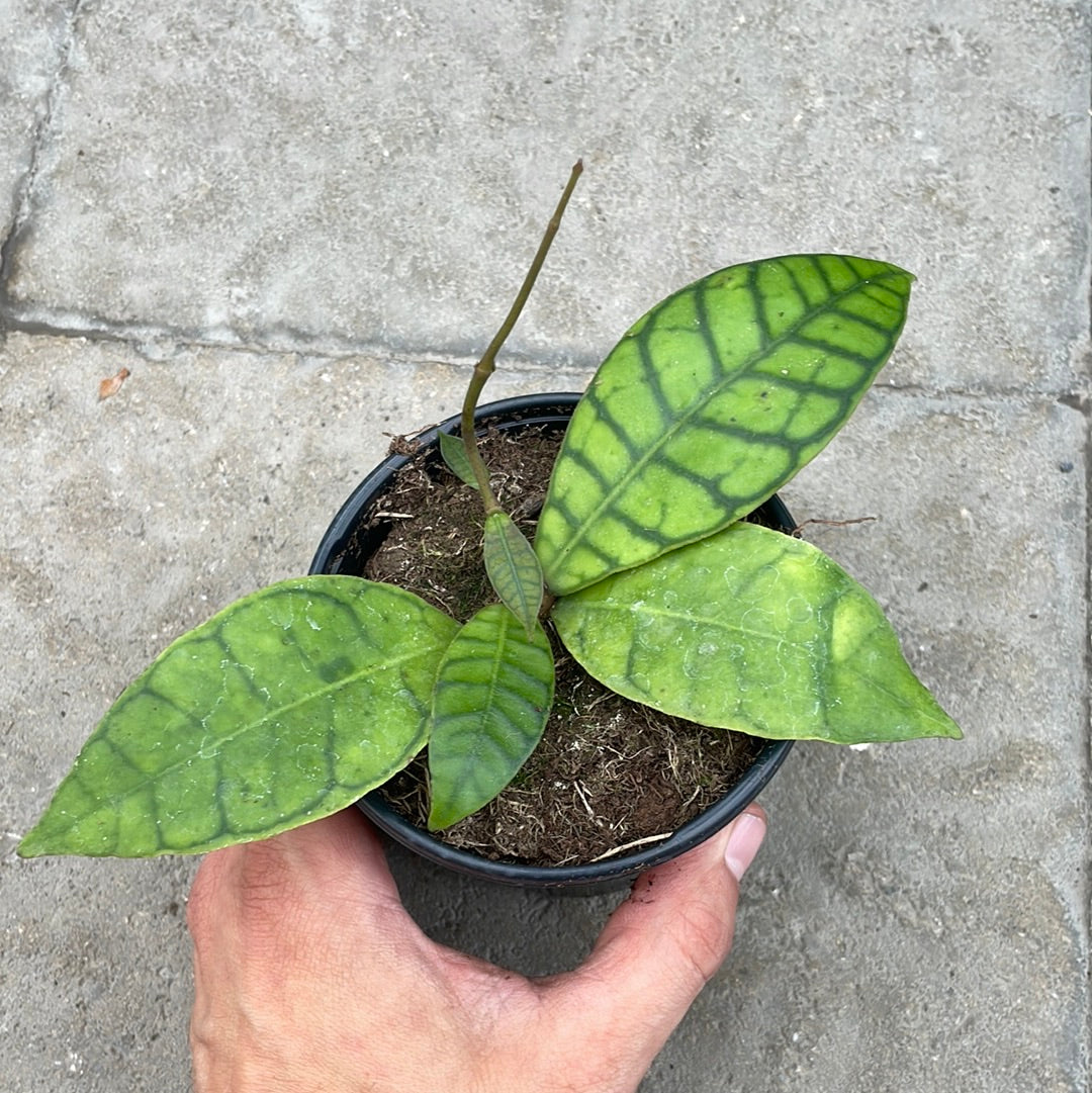 Hoya Callistophylla