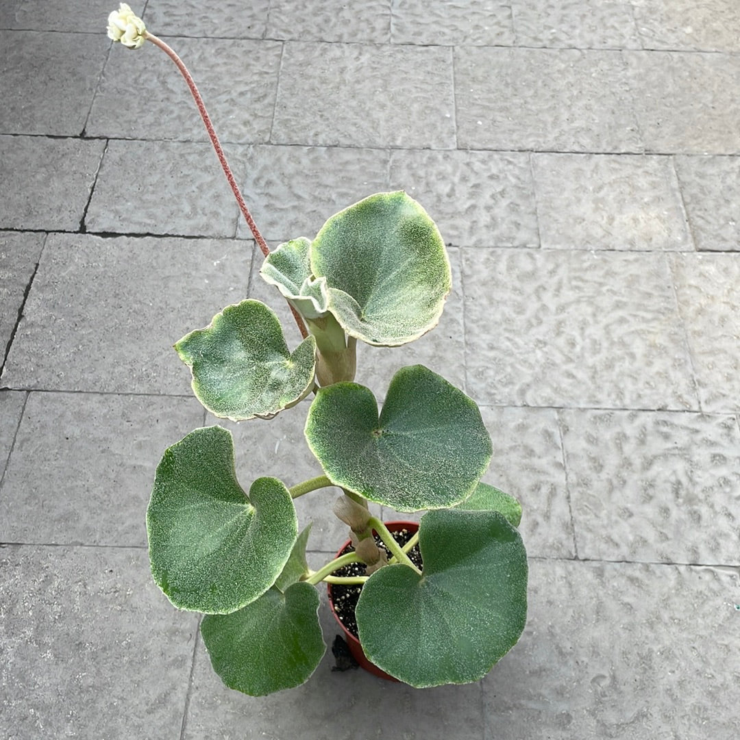 Begonia Venosa 6”