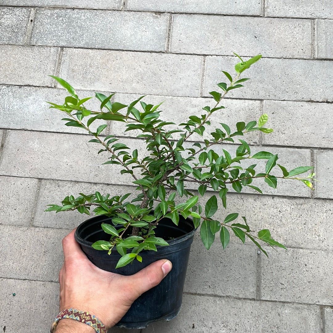 Barbados Cherry