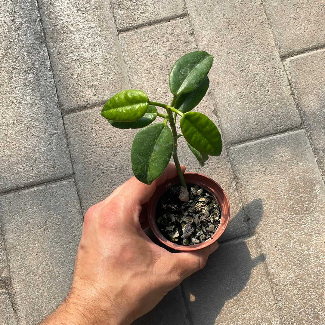 Hoya Ruthie