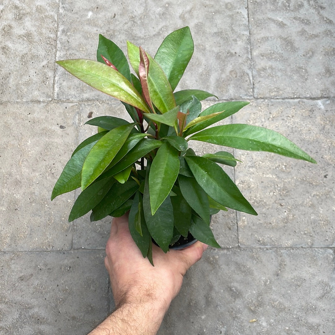 Ardisia