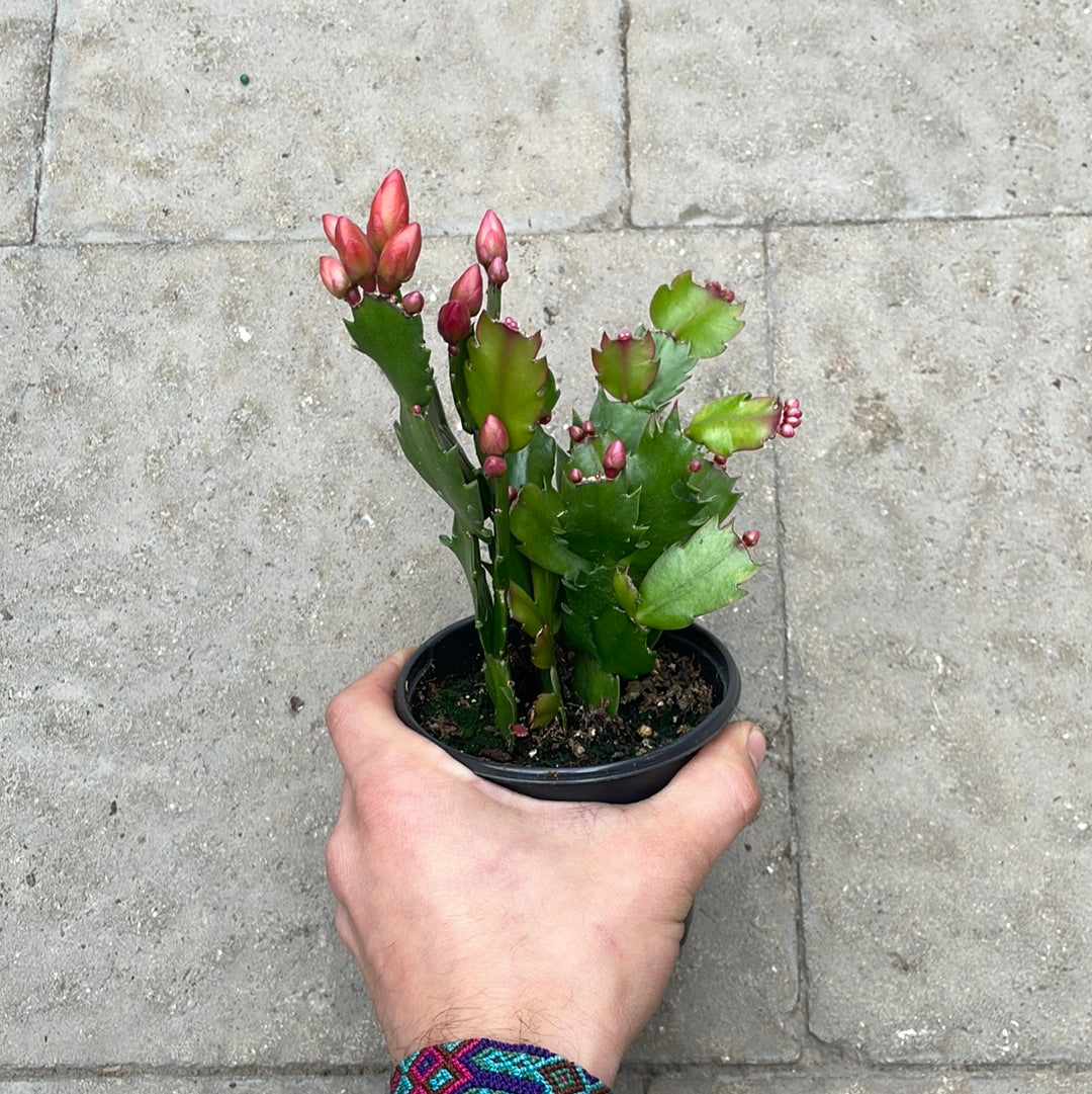 Cactus De Noël Orange