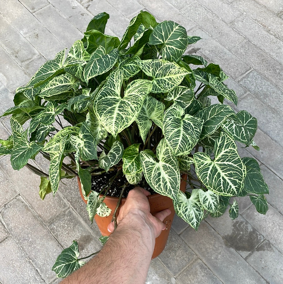 Syngonium Batik