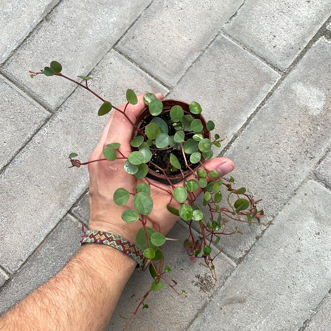 Peperomia Ruby Cascade