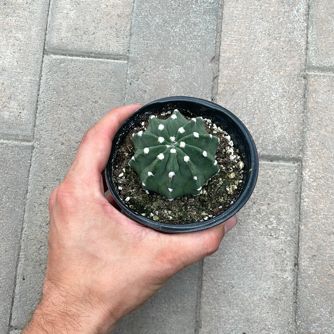Echinopsis Domino