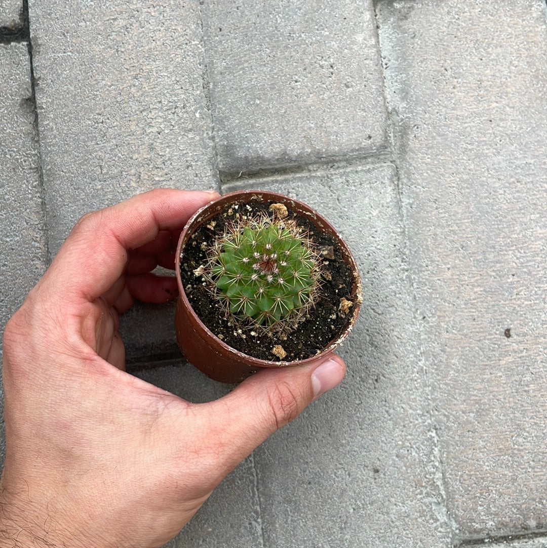 Mammilaria Ernestii Rubra