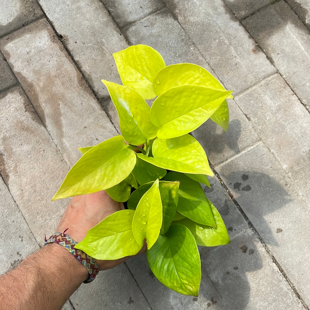 Pothos Néon