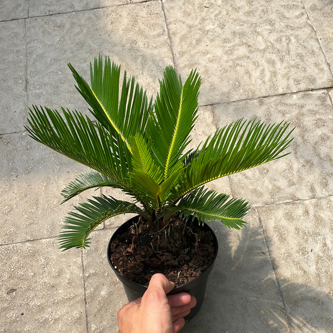 Cycas