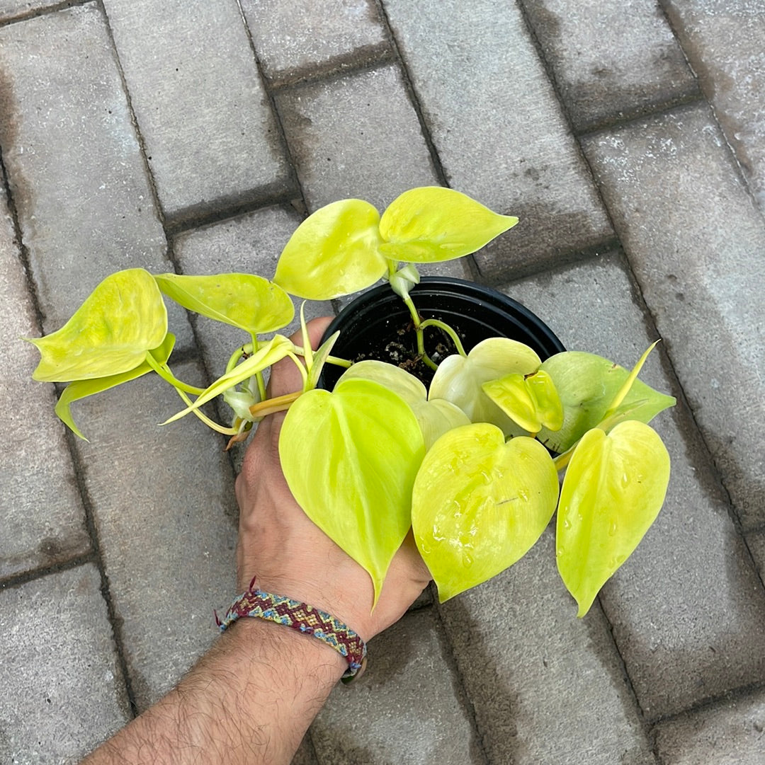 Philodendron Cordatum Lemon Lime