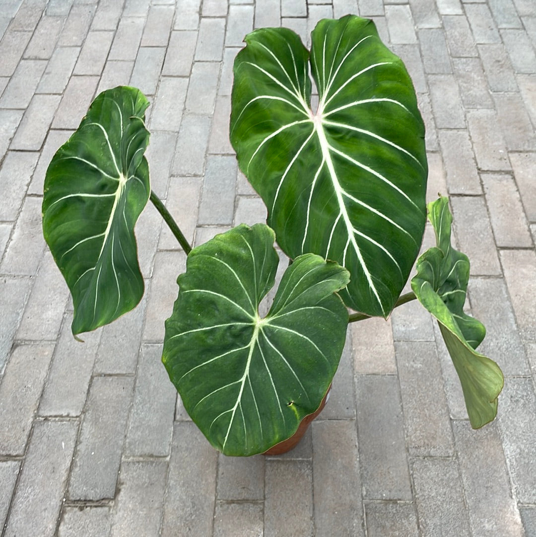 Philodendron Gloriosum