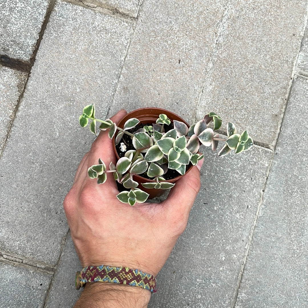 Crassula Callico Kitten