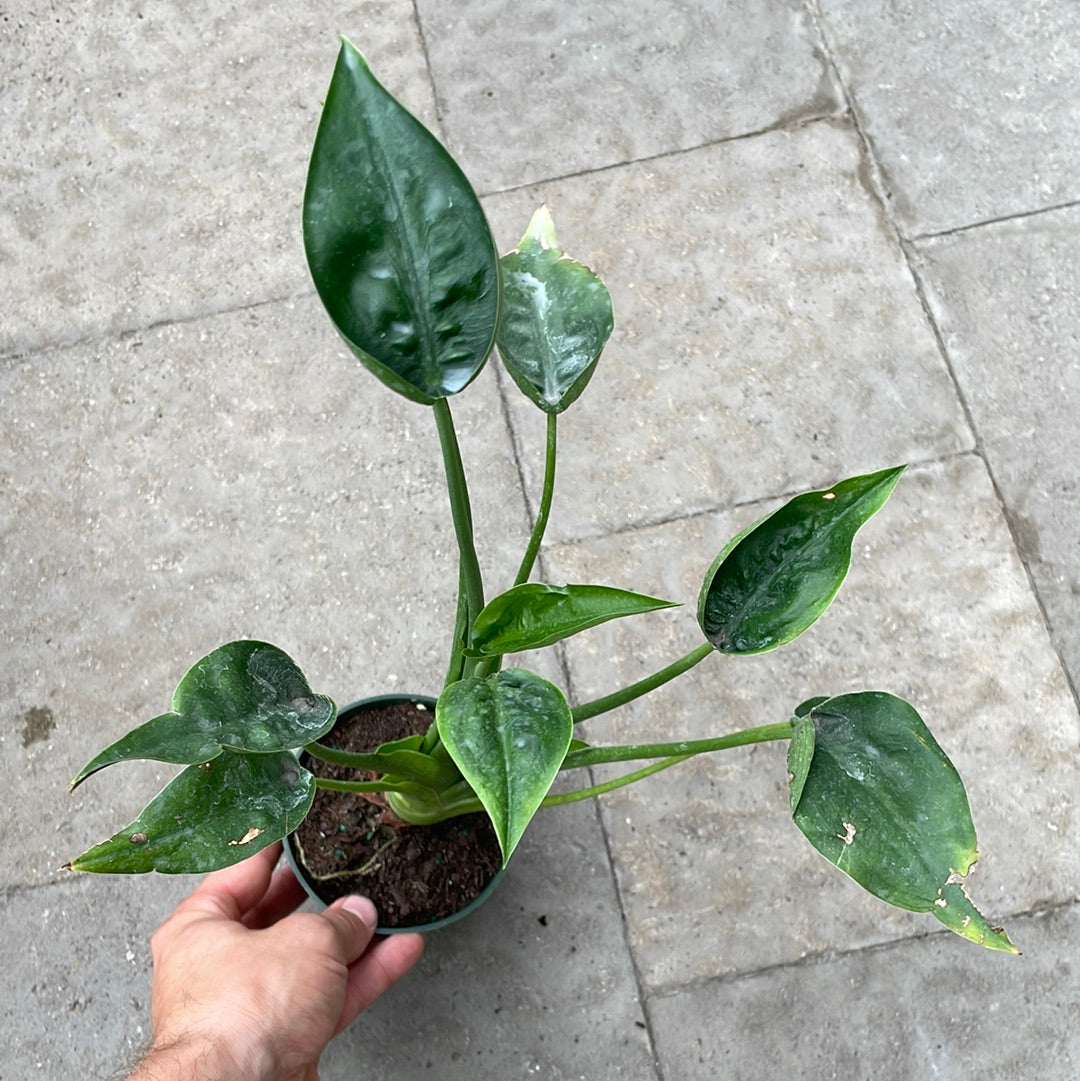 Alocasia Tiny Dancer