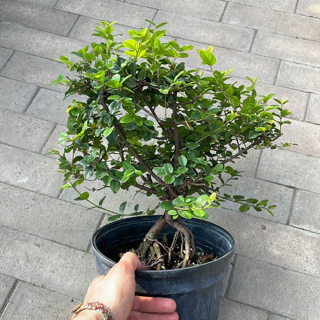 Sweet Plum Import Stump (Sageretta theezan)