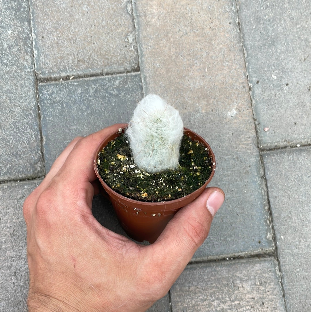 Trixanthocereus Blossfeldiaorum