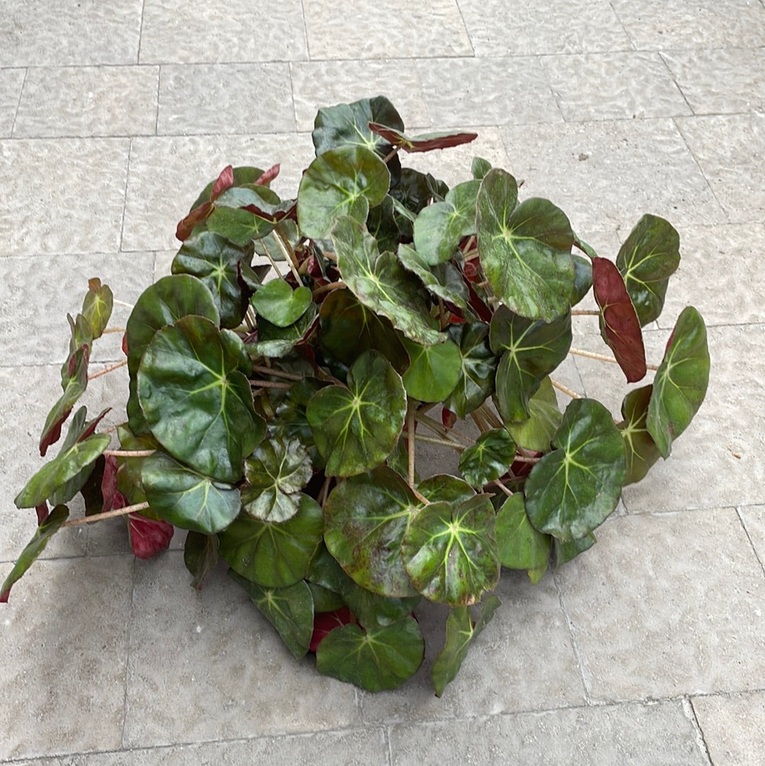 Begonia × Erythrophylla ( Nénuphar ) 8”