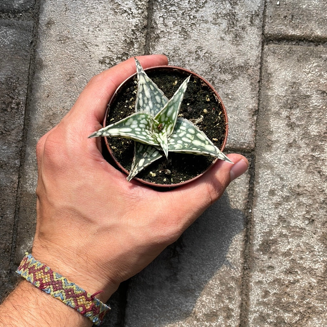 Aloe Hybrid