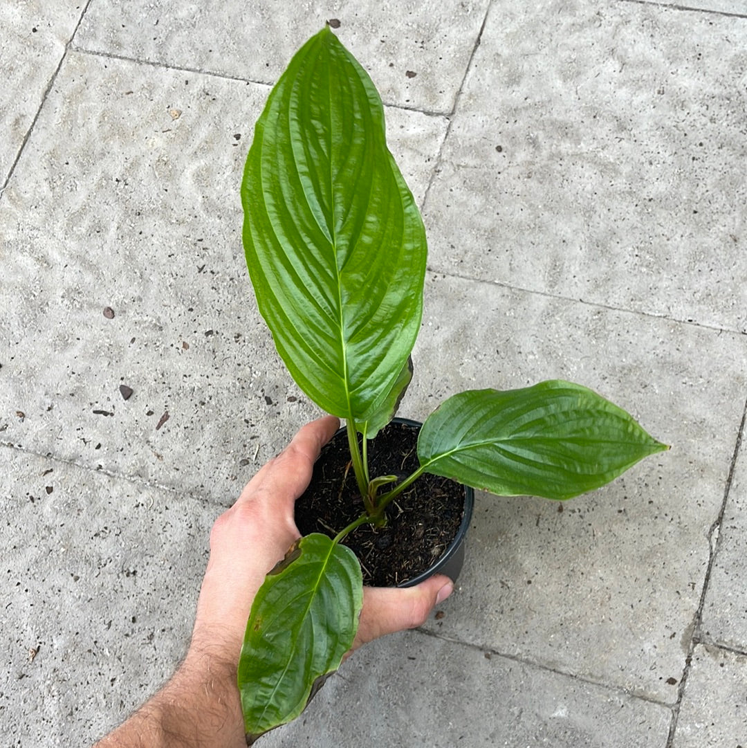 Tacca Chantreri