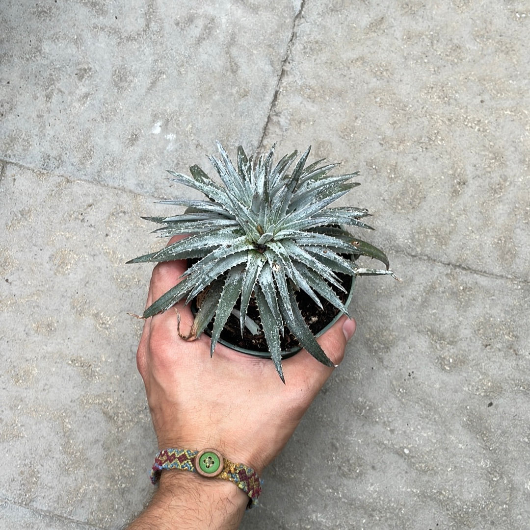 Dyckia Pale Ryder
