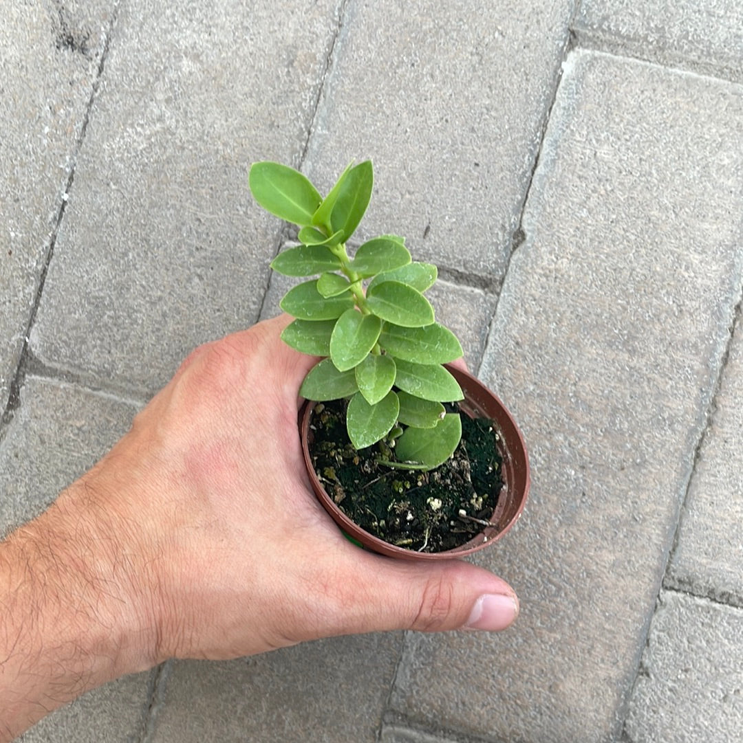 Hoya Cumingiana