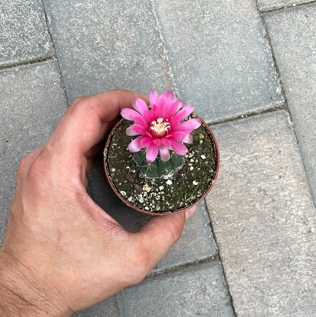 Gymnocalycium Baldianum
