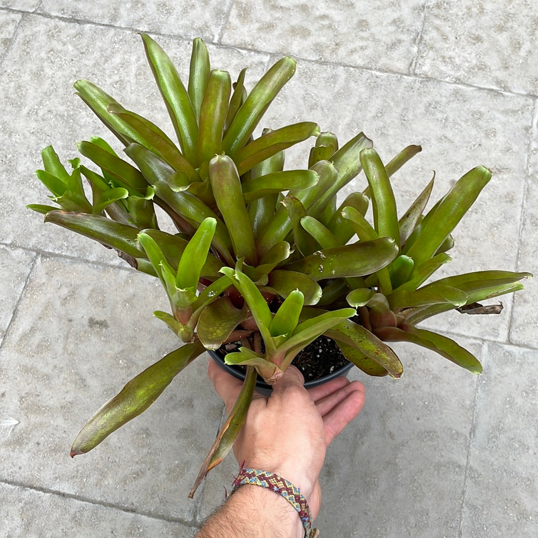 Neoregelia Fireball
