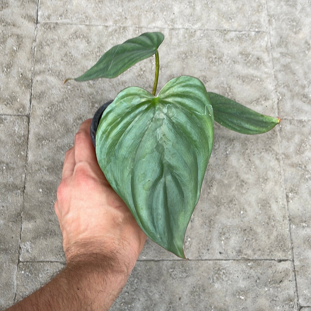 Philodendron Columbia