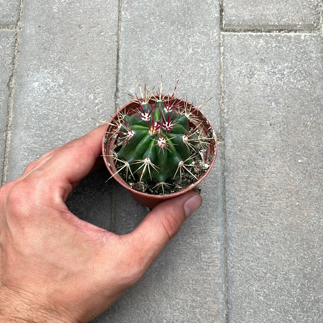 Ferocactus Gracilis