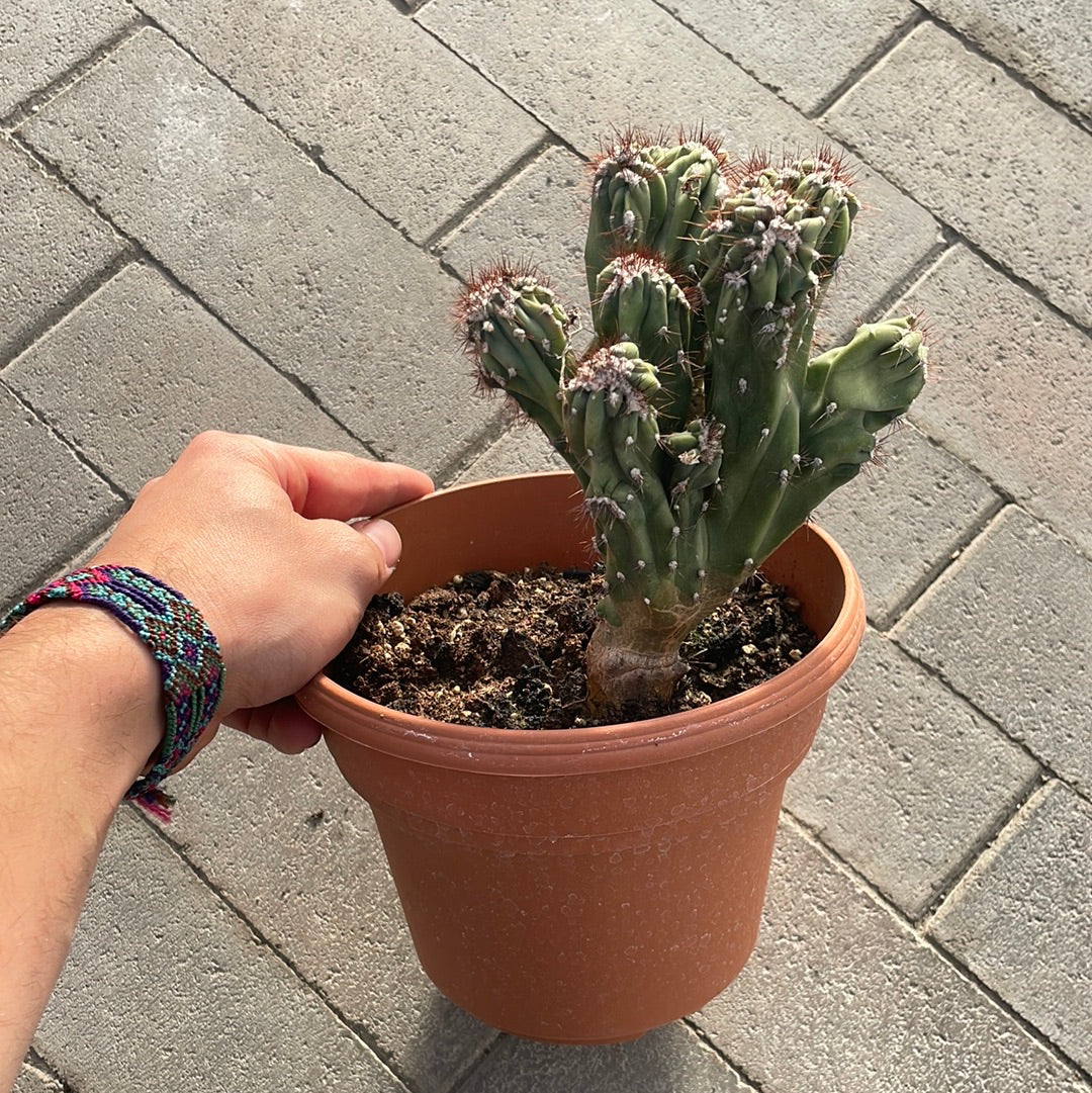 Cereus Montruosus