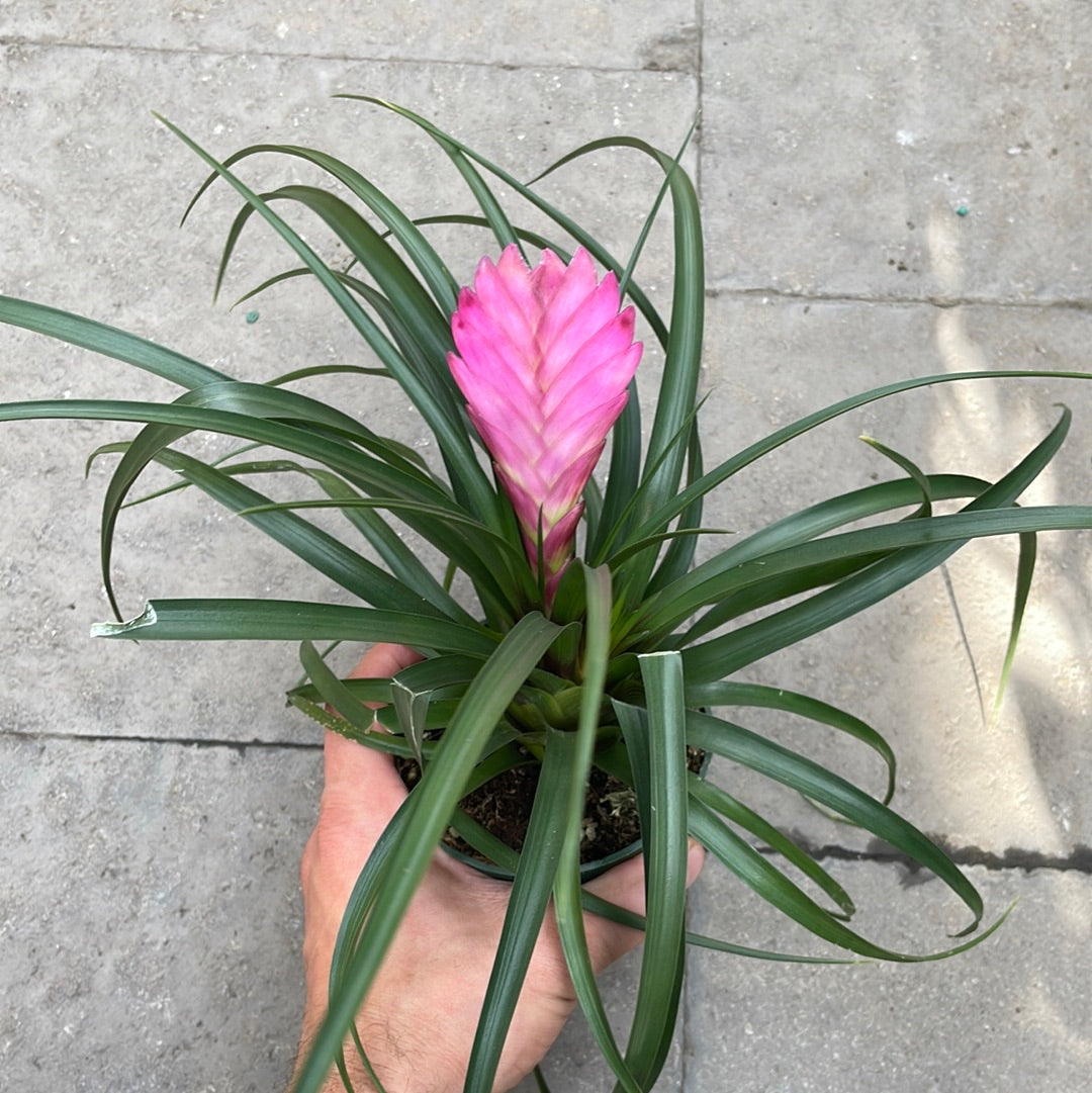 Tillandsia Cynea