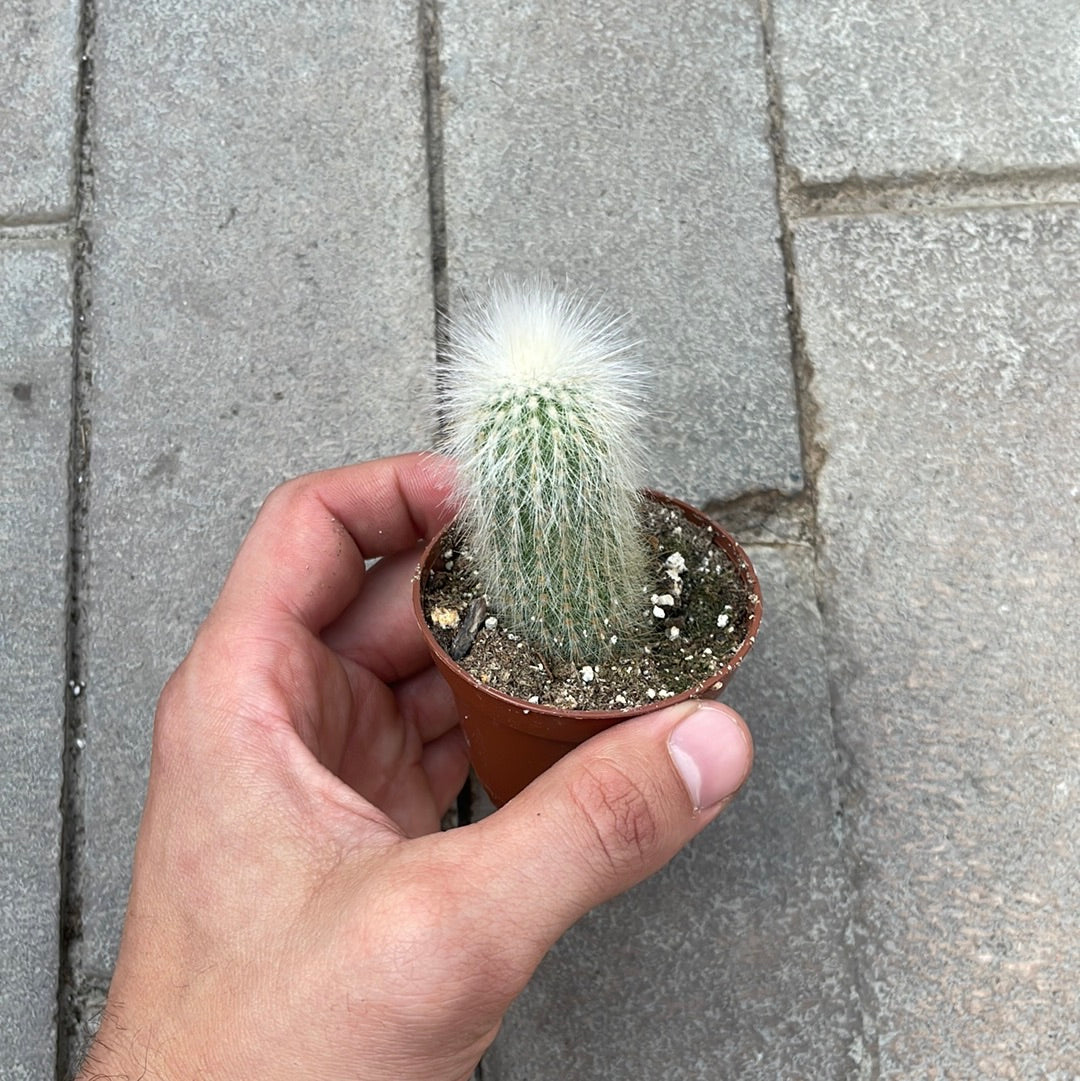 Cleistocactus strausii