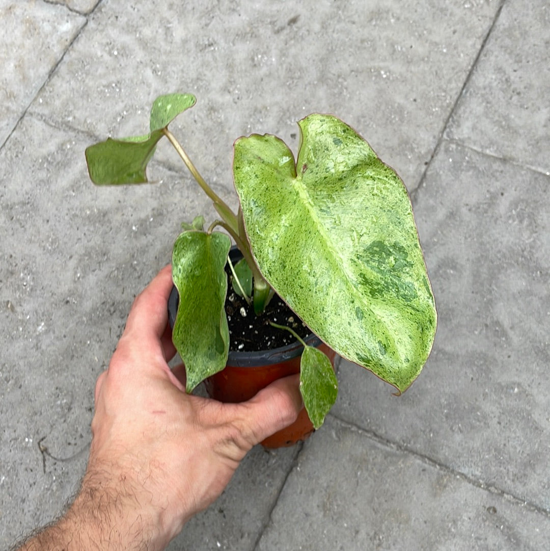 Philodendron Paraiso Verde