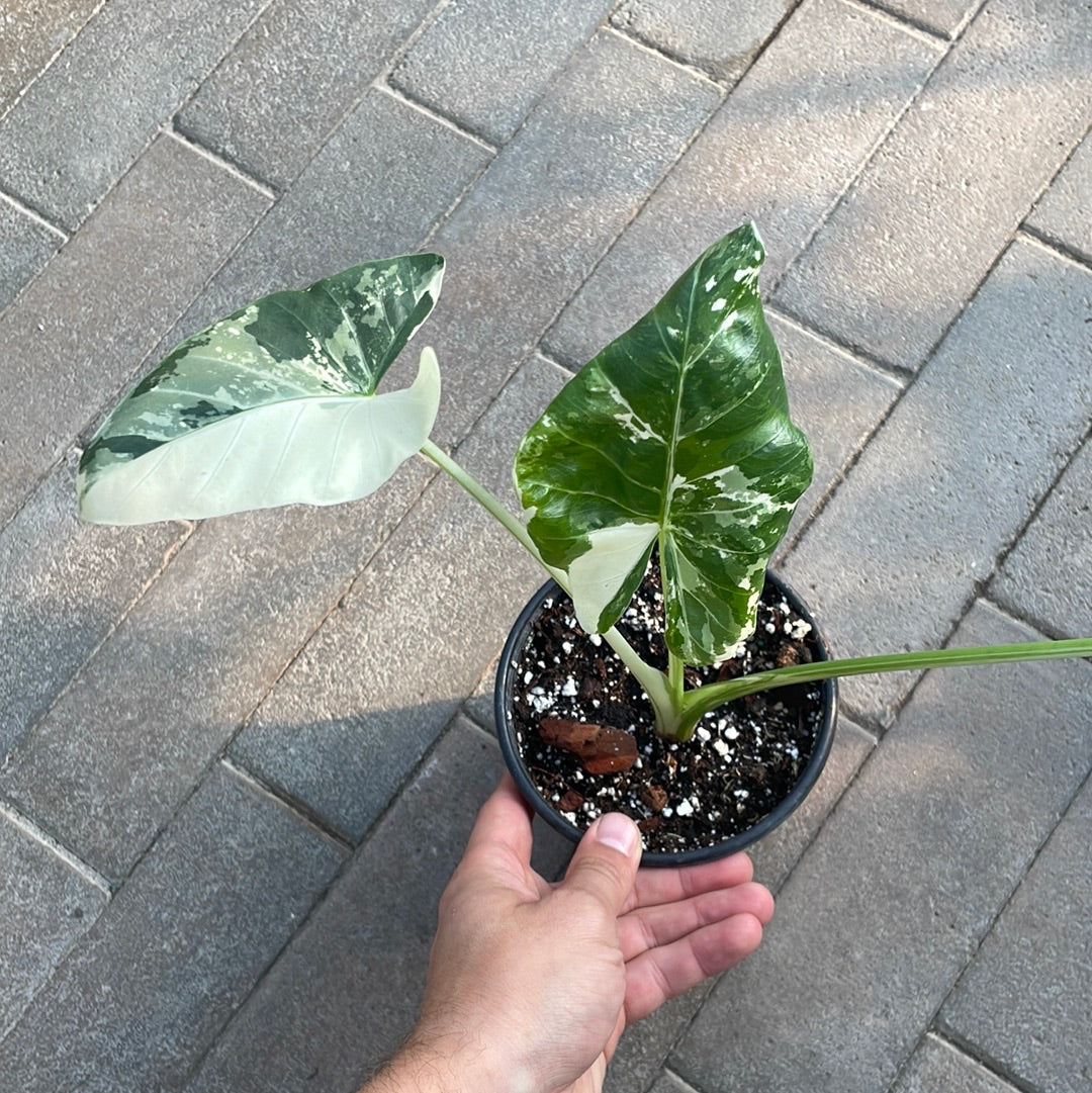 Alocasia Macrorrhiza Variegata