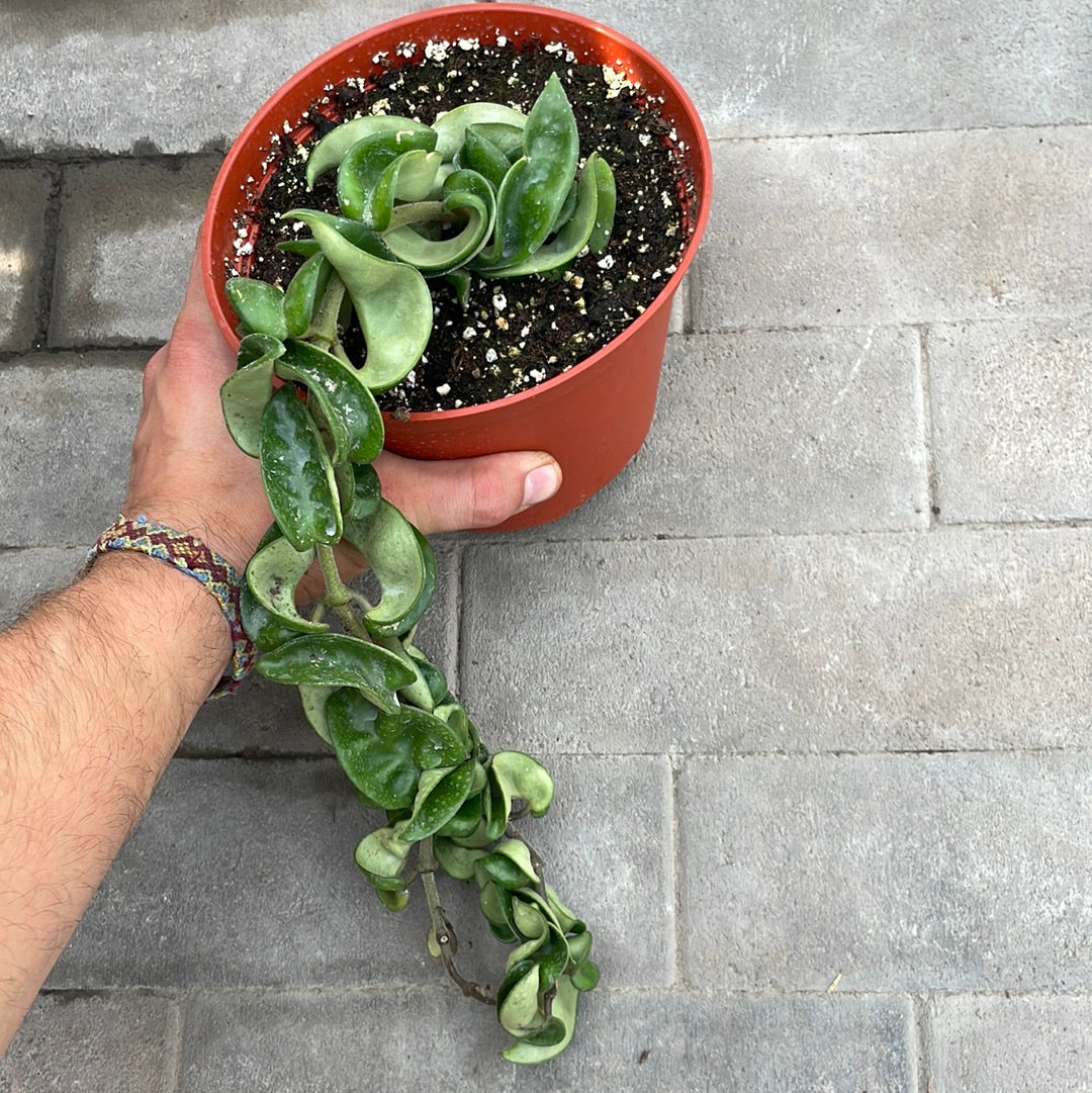 Hoya Compacta