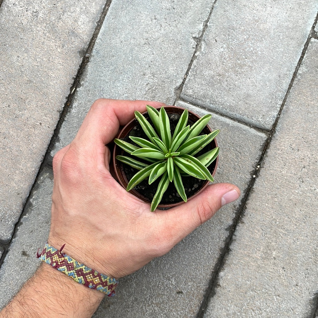 Peperomia Dolabriformis