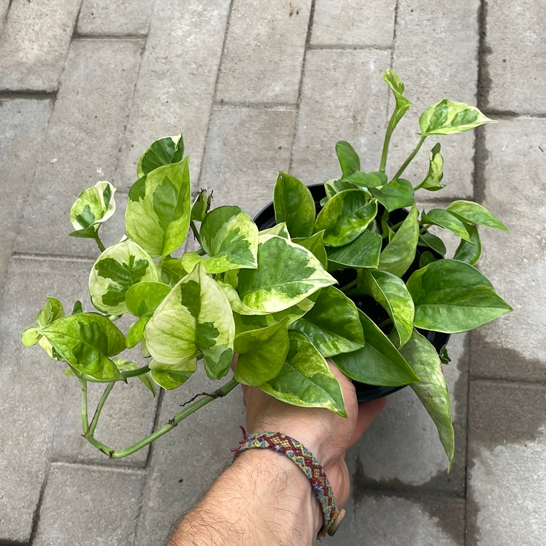 Pothos Lemon Meringue