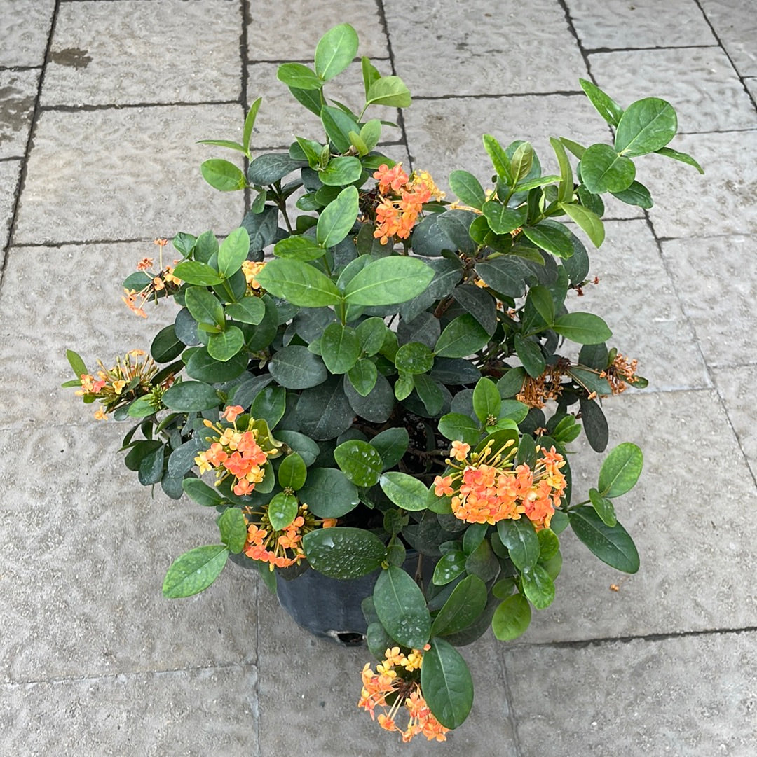 Ixora