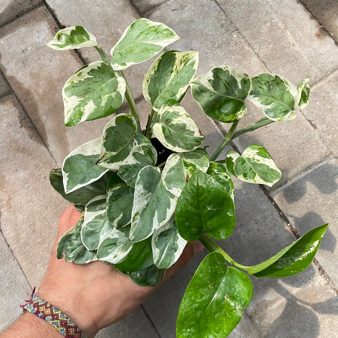 Pothos Pearl N Jade