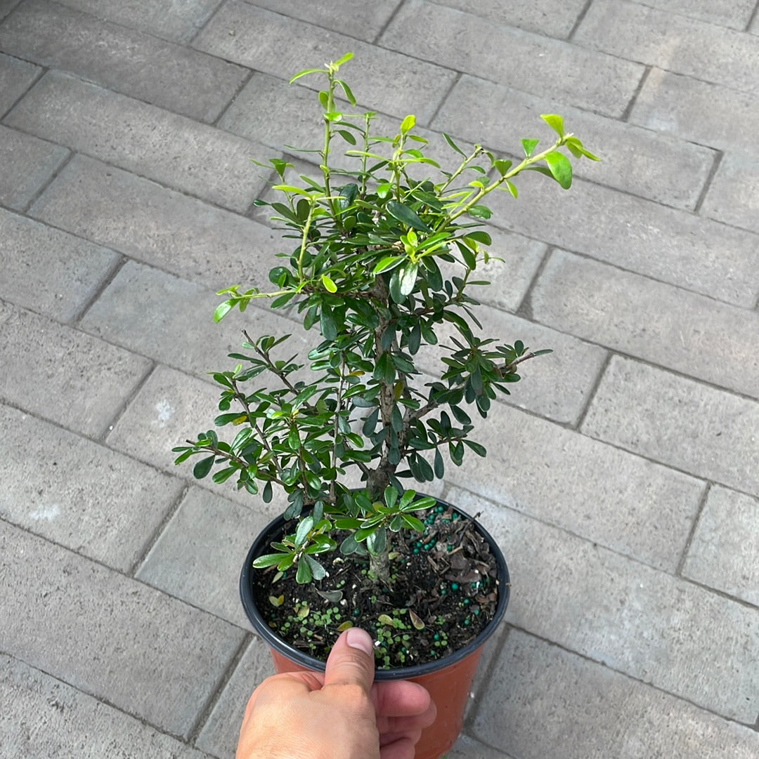 Jamaican Raintree