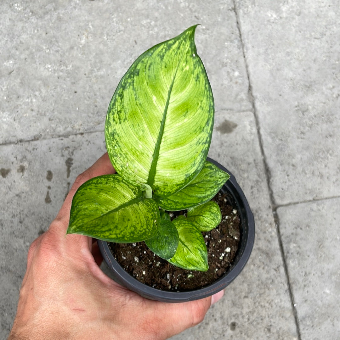 Dieffenbachia Crocodile