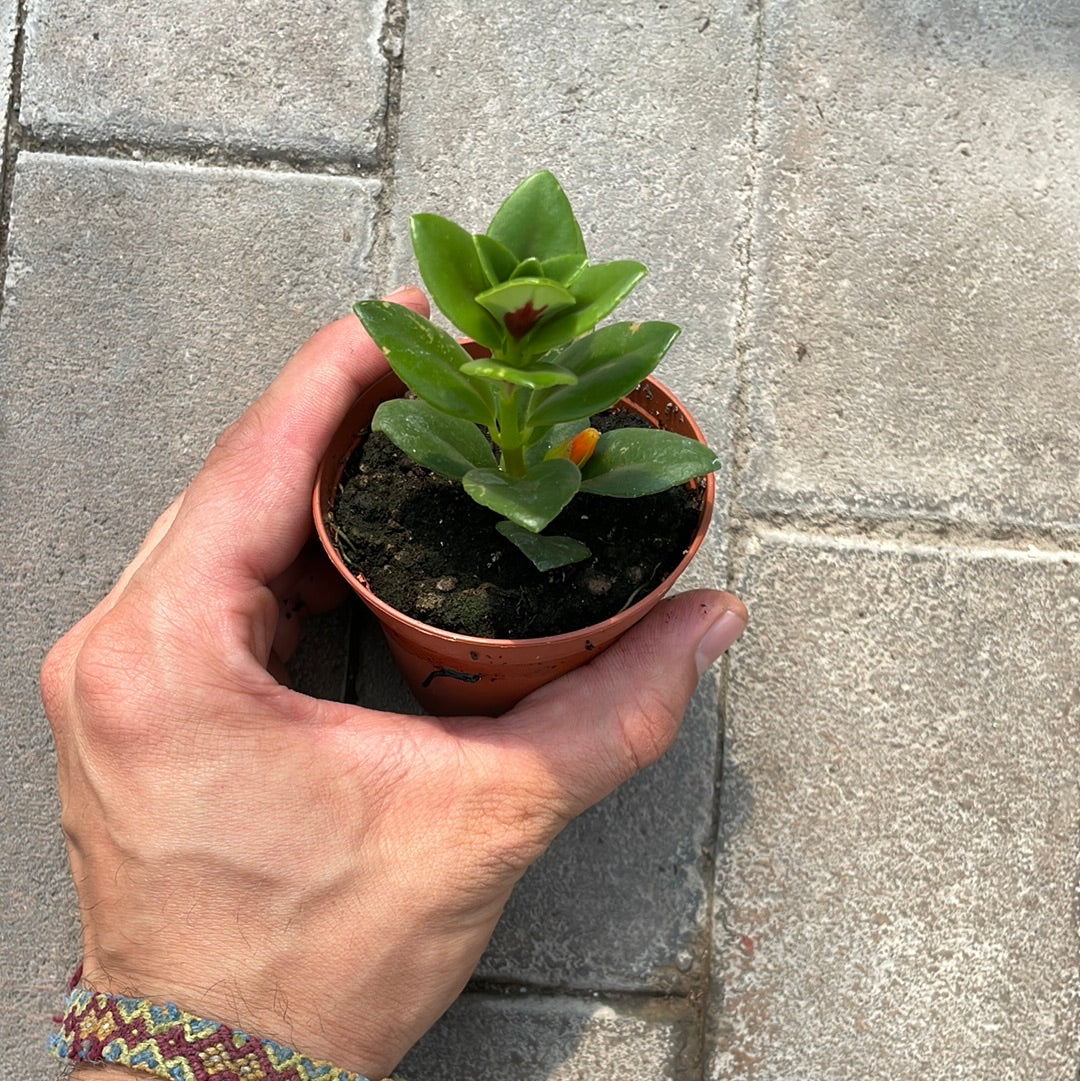 Nematanthus Gregarius