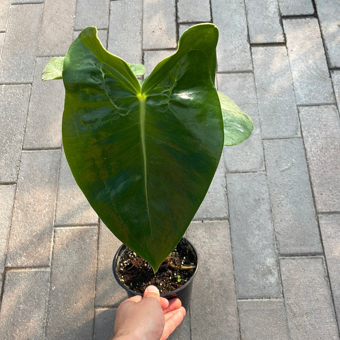 Anthurium Coralinum