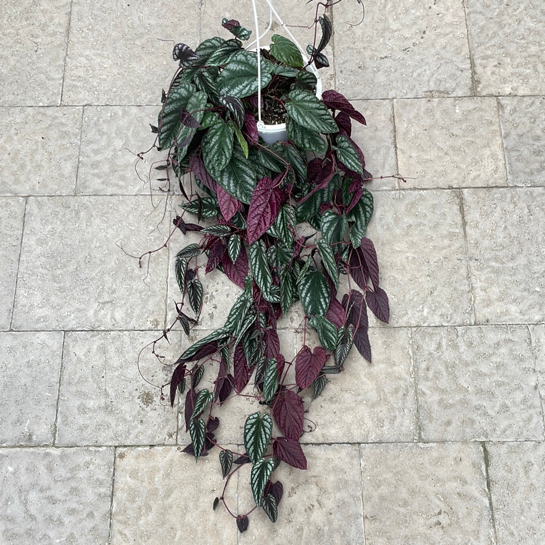 Cissus Discolour
