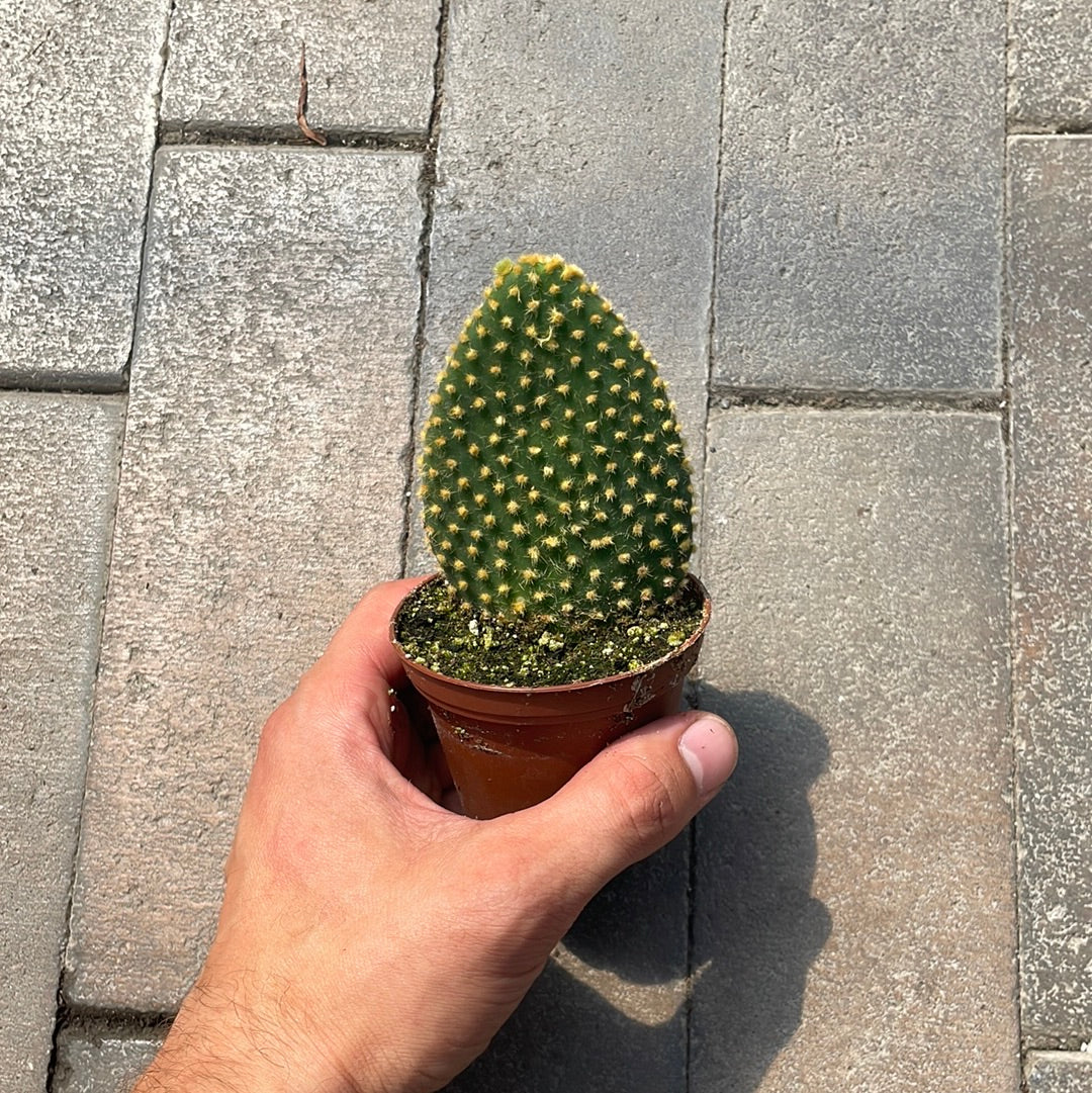 Opuntia Microdasys