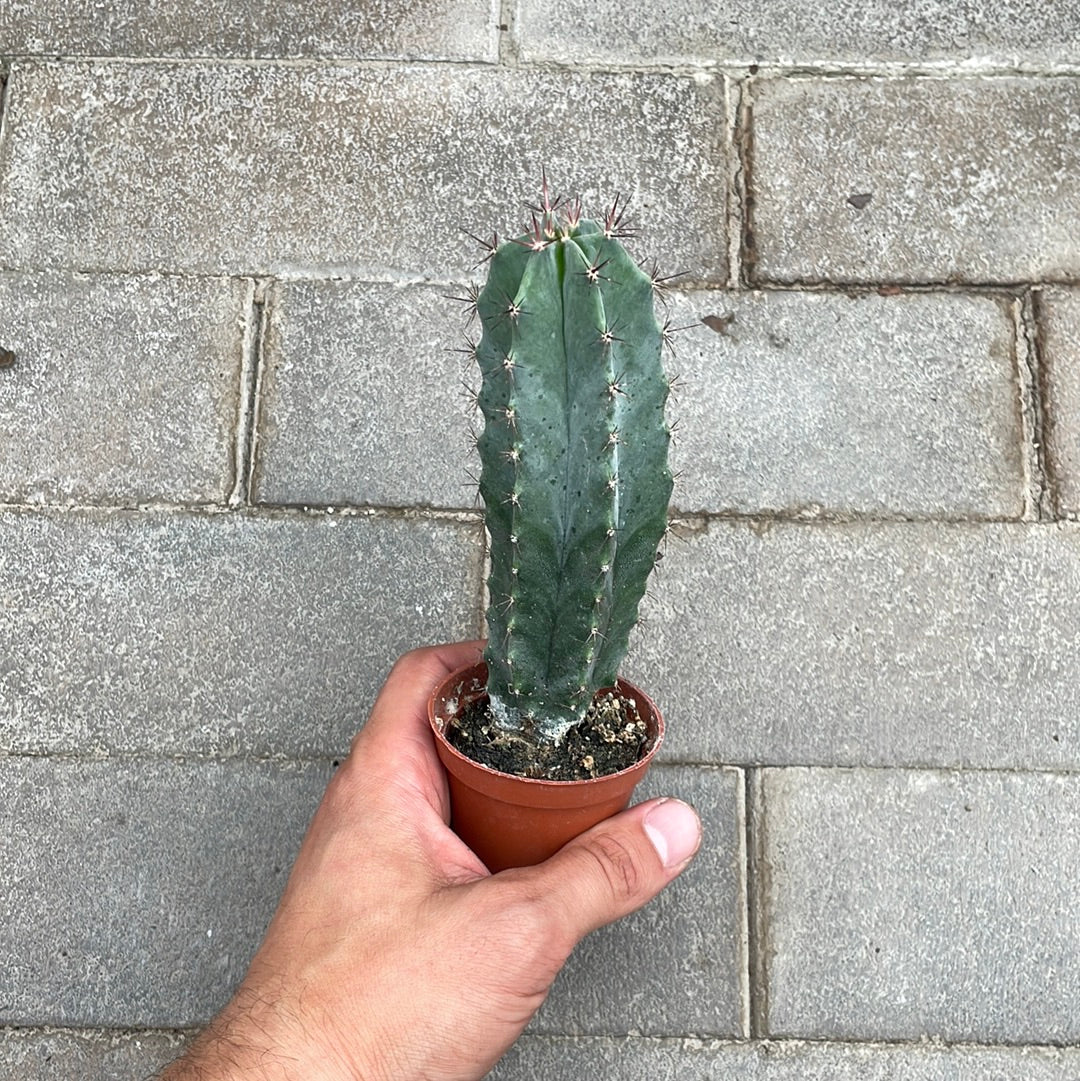 Stenocereus Pruinosus