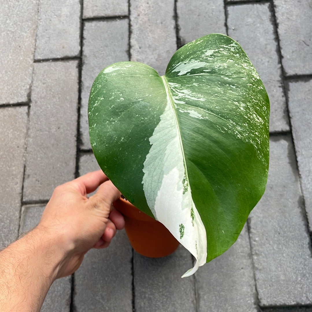 Monstera Albo 1