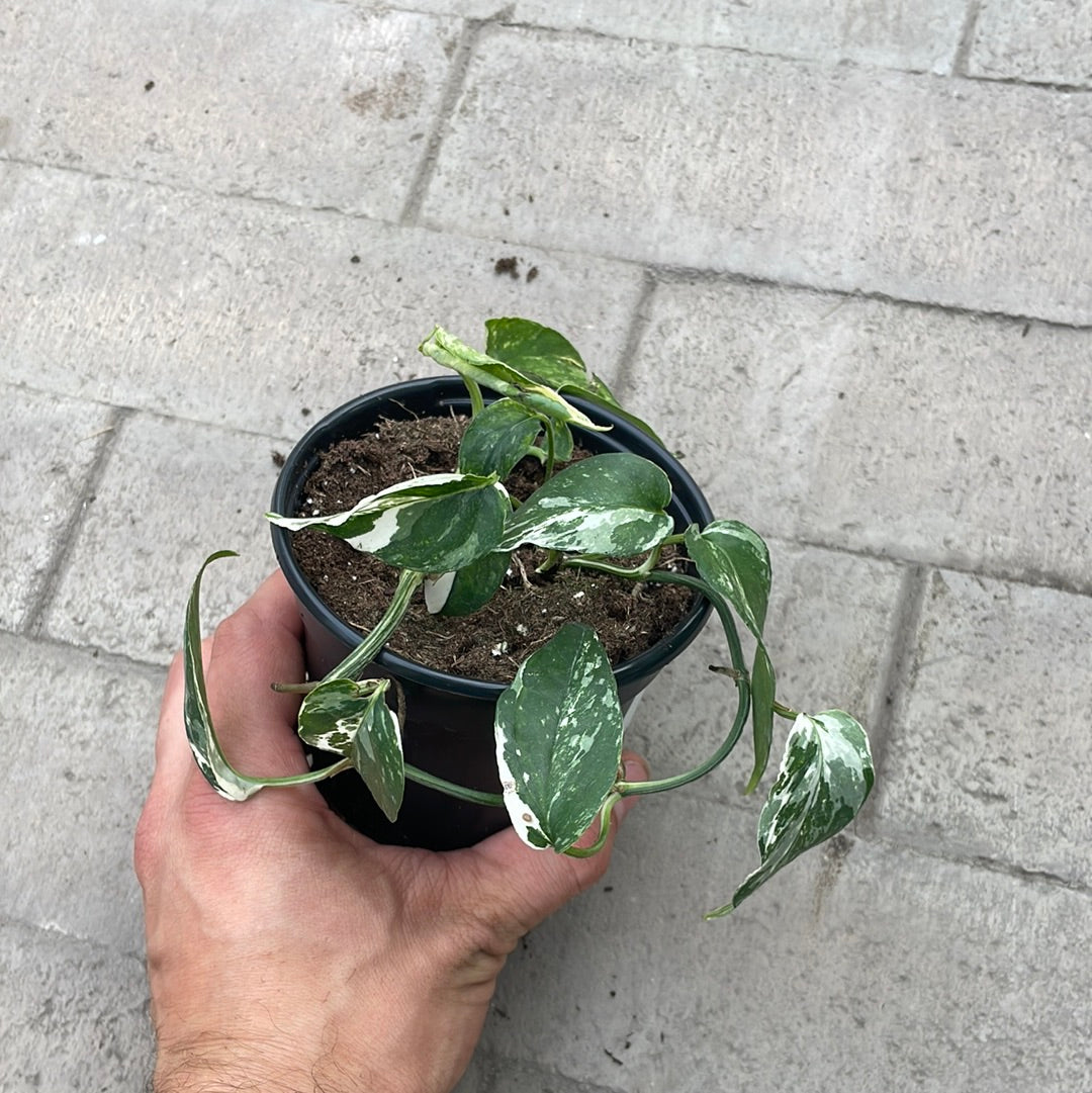 Epipremnum Albo