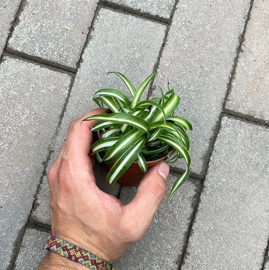 Chlorophytum Bonnie ( araignée frisée )